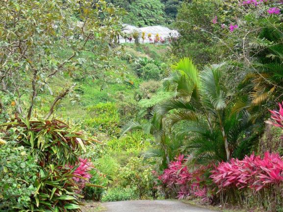 plantation de Beauvallon Jardin Morne rouge Martinique