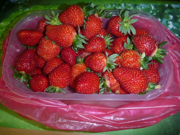 fraisiers paita nc