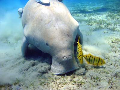 Congrès mondial de la nature de l’UICN :  Afin de protéger le dugong à Mayotte, le Gouvernement lance  un nouveau plan d’action pour prévenir le déclin de cette espèce menacée