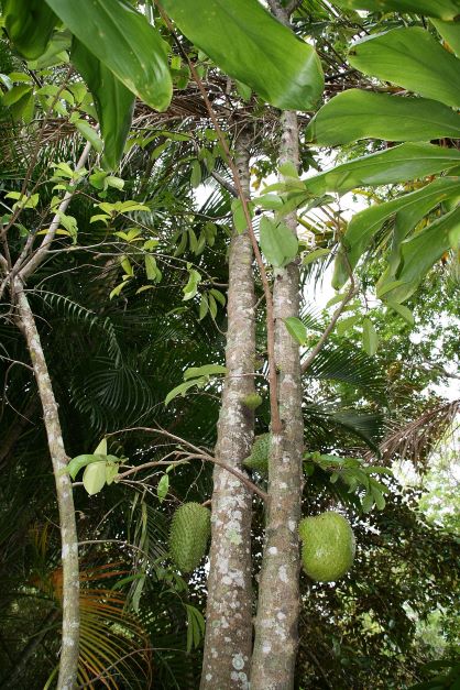 museedubois polynesie