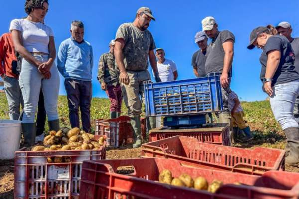 Fête de la pomme de terre et du matériel agricole-Le Tampon-3/4 août 2024