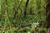 La nature en fête sur le sud Guyane ! La fête de la nature 2023 se décline sur les territoires du sud Guyane concernés par le Parc amazonien du 24 au 27 mai
