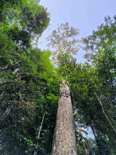 Le plus grand arbre de France est à Saül !