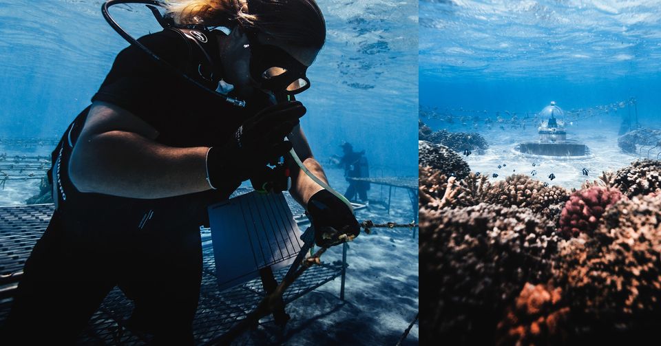 coral gardeners 