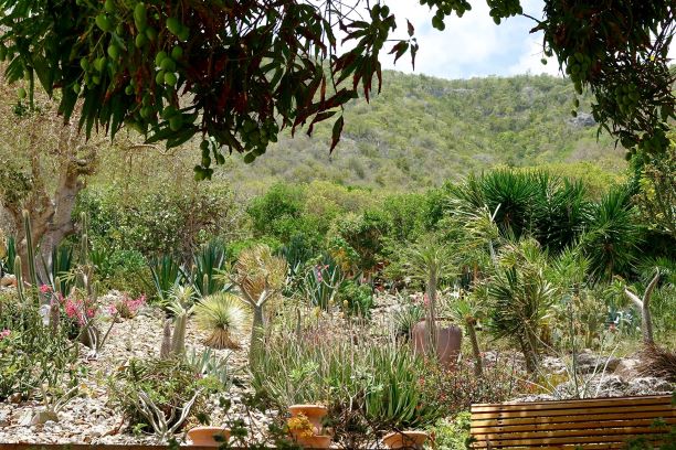 jardin botanique desirade