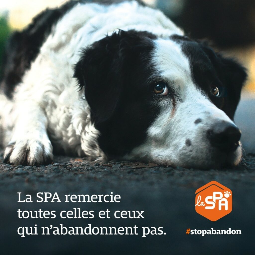 La SPA dévoile sa nouvelle campagne de sensibilisation :Une déclaration d’amour bouleversante des animauxà tous les maîtres qui n’abandonnent pas