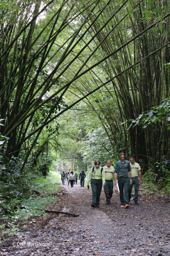 Valerie Metrich -Hecquet, directrice générale de l’ONF, choisit la Martinique comme premier déplacement en ce début d&rsquo;année